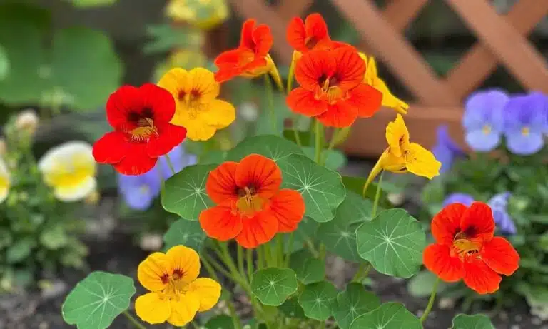 This vibrant flower is your garden’s secret weapon against pests
